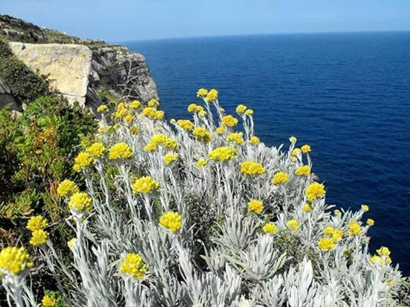 شقة La Ciaccia - L'Elicriso - Profumi Di Sardegna فاليدوريا المظهر الخارجي الصورة